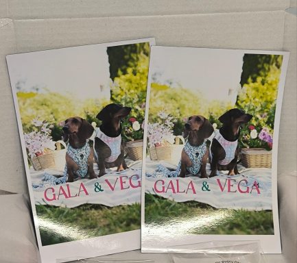 Dos perros sentados en un campo con flores, llevándose un collar y con nombres en la imagen.