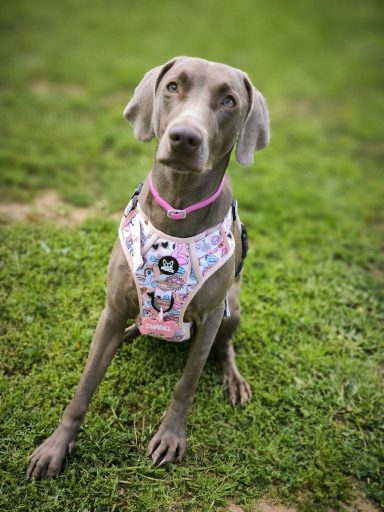 chapita identificativa 10€