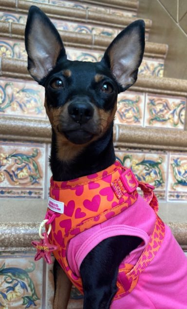 chapita  pequeña verano 10€
chapita grande verano 12€